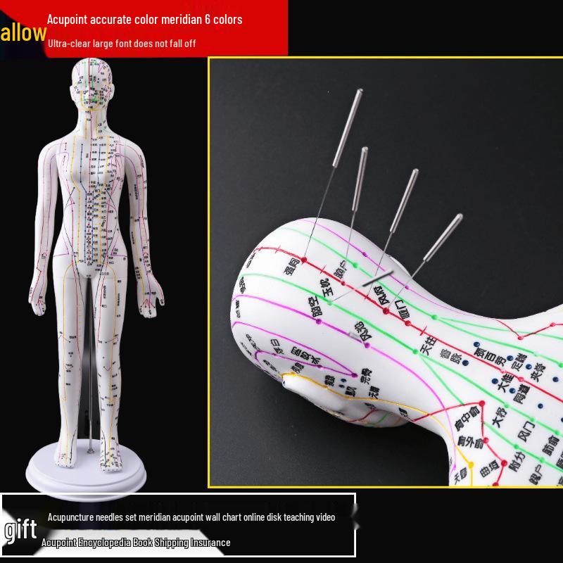 50CM Clear Meridian Human Body Model - Male & Female Traditional Chinese Medicine Acupuncture Points.