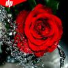 5D DIY Diamond Painting Flower Rose Full Round Rhinestones Picture Diamond Embroidery