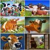 DIY Cow 5d Diamond Painting Full Round Drill Animal Mosaic Diamond Embroidery Cross Stitch Kits Wall Sticker Home Decor