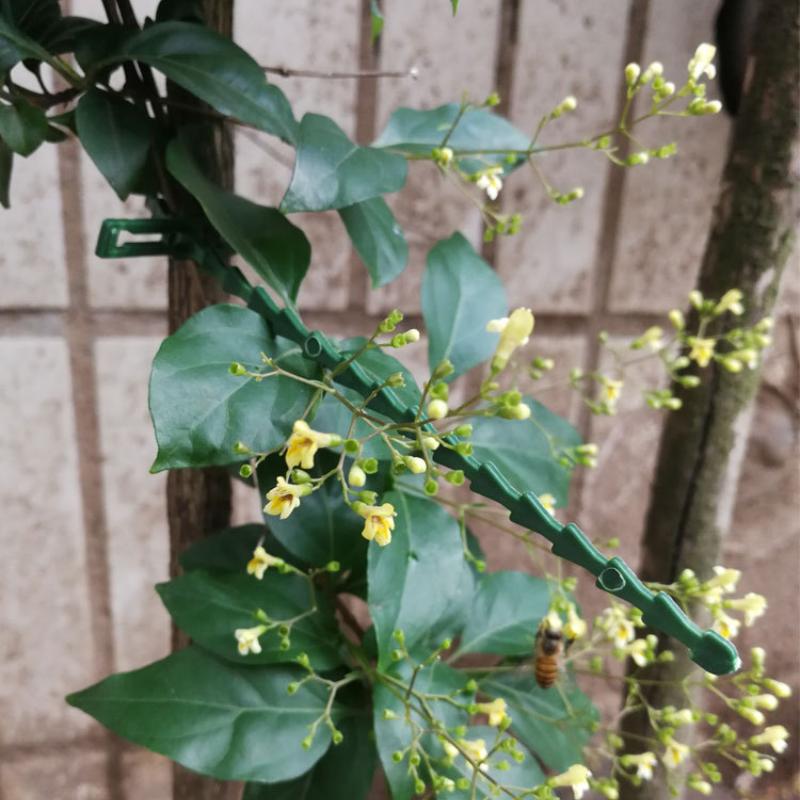 Adjustable Plastic Plant Cable Ties Reusable Cable Ties for Garden Tree Climbing Support Plant Vine Tomato Stem Clip