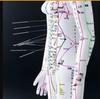 50CM Clear Meridian Human Body Model - Male & Female Traditional Chinese Medicine Acupuncture Points.