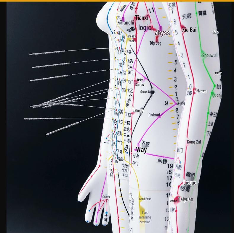 50CM Clear Meridian Human Body Model - Male & Female Traditional Chinese Medicine Acupuncture Points.