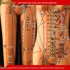 50CM Clear Meridian Human Body Model - Male & Female Traditional Chinese Medicine Acupuncture Points.