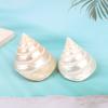 5-6Cm Natural Conch Shells Luminous Tower Snail Pearl Tower Snail Aquarium Lands
