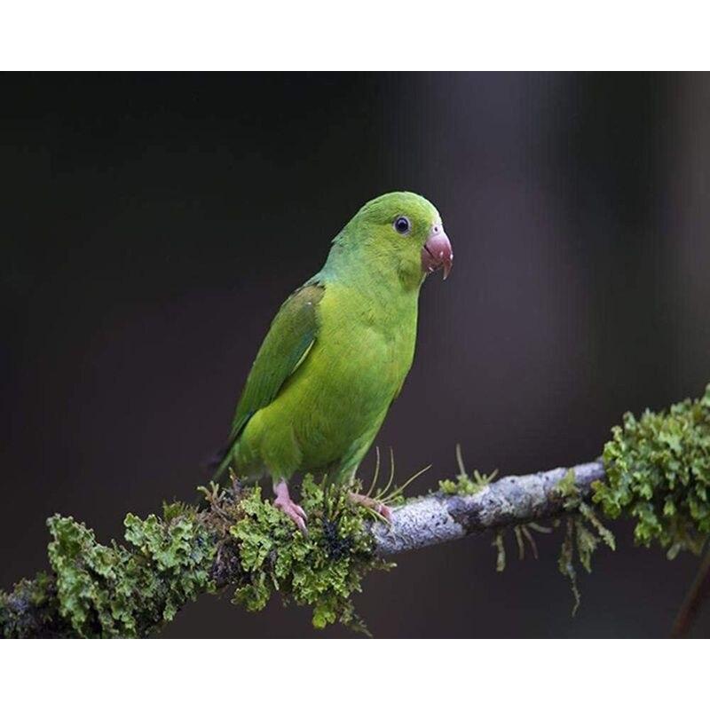 Diamond Embroidery Mosaic Animal Parrot Cross Stitch 5D DIY Diamond Painting Craft Kit Home Rhinestones Gift Decorati