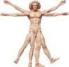 Figma Table Museum Vitruvian Human Figure Painted Movable Figure Non-scale ABS&PVC