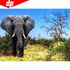Cross Stitch Mosaic 5D DIY Diamond Painting Elephant Rhinestones Full Round Diamond Embroidery