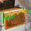 Beehive Frame Holder Heavy Duty Plastic Beekeeping Grip Frame Perch Bee Hive Stand Support Rack Bracket Beekeeping Equipment Apiarist Tools