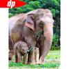 Diamond Painting Animal Diamond Embroidery Cross-stitch Elephant Diamond Mosaic Diamond Art