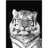 Полный 5D Diy Алмазная картина Обиженный Тигр Вышивка Крестом Домашний Декор Ручной Подарок