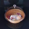 Bread Basket Food Serving Baking Tray Fruit Imitation Rattan Woven