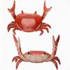 Weightlifting Crab Pen Holder Creative Desktop Organizer Decorative Desk Accessory for School Office Home Desk