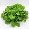 150 Large-seeded Lamb's Lettuce Seeds