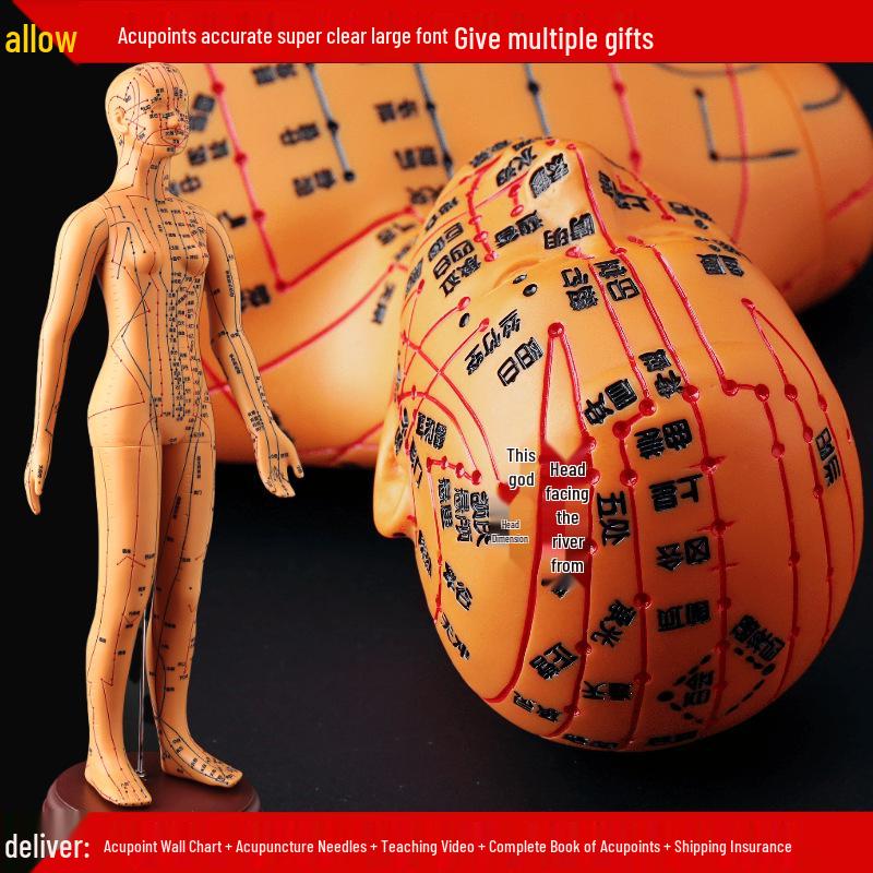 50CM Clear Meridian Human Body Model - Male & Female Traditional Chinese Medicine Acupuncture Points.