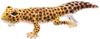 BH8140 HANSA Leopard Gecko 26