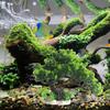 Artificial Aquarium Green Water Plants Tree Fish Tank Vivid Decorations Aquariums Plants Artificial Plants Ornament Beta