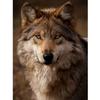 Animal Wolf DIY 5D Diamond Painting Full Round Drill Mosaic Diamond Embroidery Cross Stitch Rhinestones Handmade Gift Home Decor