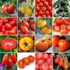 Tomatoe Seeds / 16 Popular Varieties / Organic / Non GMO Tigerella Black Cherry Oxheart Zlatava