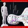 50CM Clear Meridian Human Body Model - Male & Female Traditional Chinese Medicine Acupuncture Points.