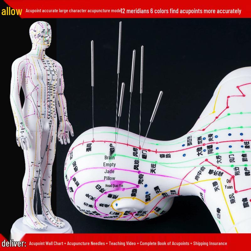 50CM Clear Meridian Human Body Model - Male & Female Traditional Chinese Medicine Acupuncture Points.