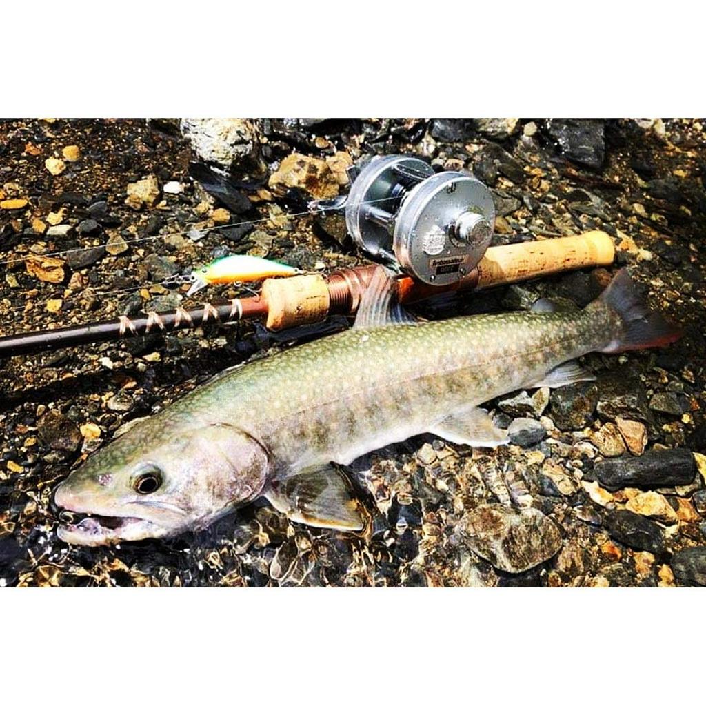 TIEMCO Fenwick FS53CL-3J Total Length 5.3ft (162cm)