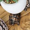 3Pcs Animal Planter Pot Feet Weatherproof Indoor Outdoor Turtle Frog Dog Shape Flowerpot Holder