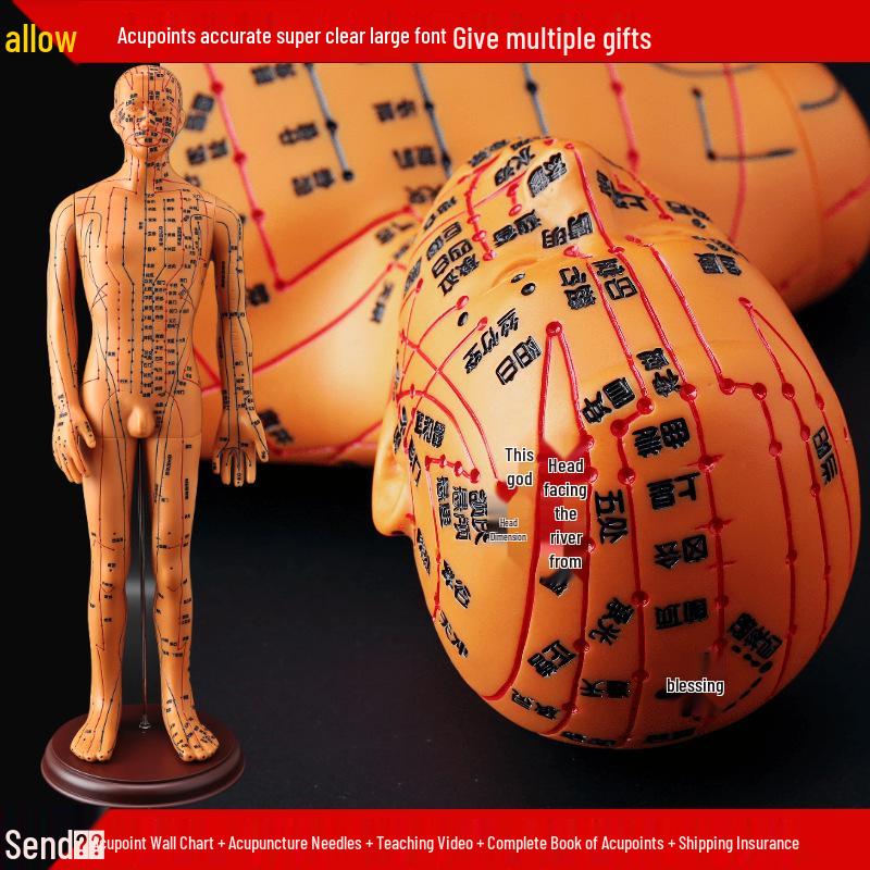 50CM Clear Meridian Human Body Model - Male & Female Traditional Chinese Medicine Acupuncture Points.