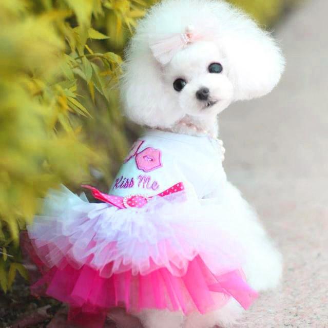 Pet Puppy Small Dog Cat Lace Skirt Princess Dress Clothes Costume