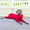 Soft Dog Surgery Recovery Suit Comfortable Large Dogs Jumpsuit  Loss Hair Proof