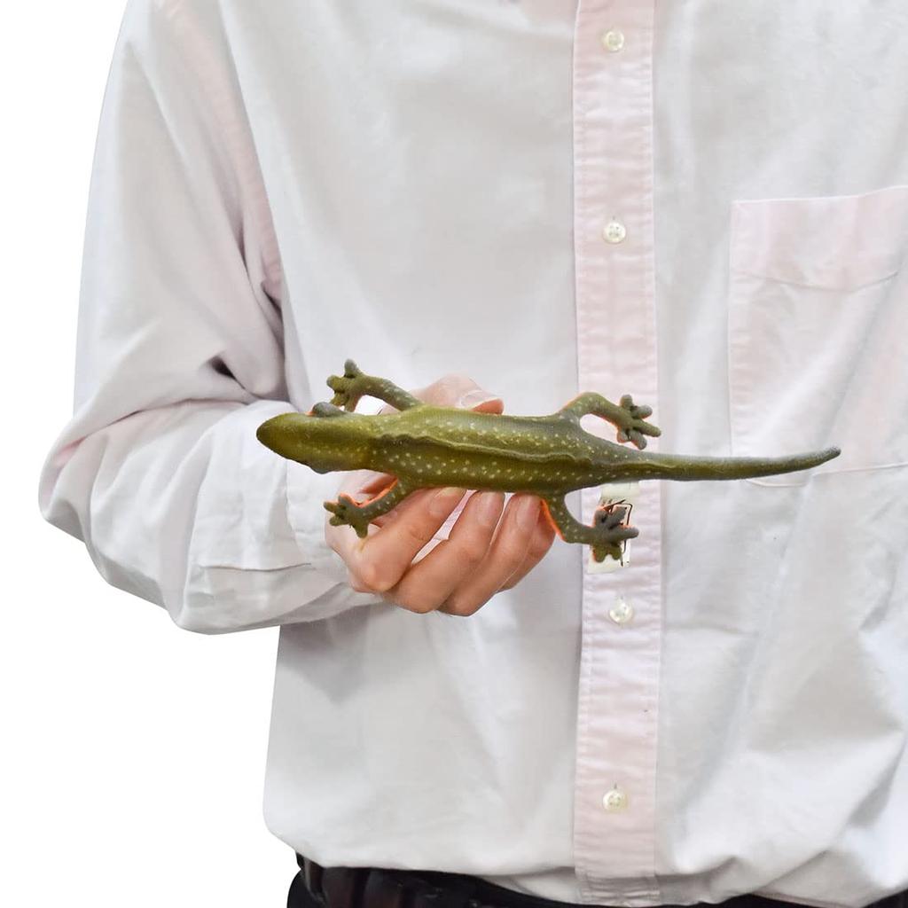 BH8141 HANSA Red-bellied Newt 23