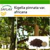 Sausage Tree - 10 Seeds - With Potting Substrate for Better Cultivation - Kigelia Pinnata