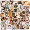 50 Cat Stickers Cute Cute Cat Cute Internet Celebrity Cat Emoticon Pack Graffiti Stickers