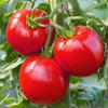 Bohun Tomato Vegetable Seeds for the Garden 1g