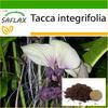 White Bat Flower - 10 Seeds - With Potting Substrate for Better Cultivation - Tacca Integrifolia