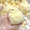 Handmade Chick Taba Toys Ultra Soft Toys For Stress Relief ( Chicken )
