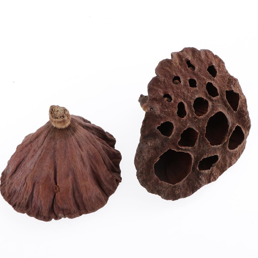 30pcs Lotus Natural Fruit Decor DIY Flowers Dried Crafts Pod for