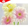 Diamond Mosaic Bright Flower 5D DIY Colorful Diamond Painting Embroidery Rhinestones Decor