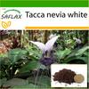 Giant Bat Flower White - 10 Seeds - With Potting Substrate for Better Cultivation - Tacca Nevia White