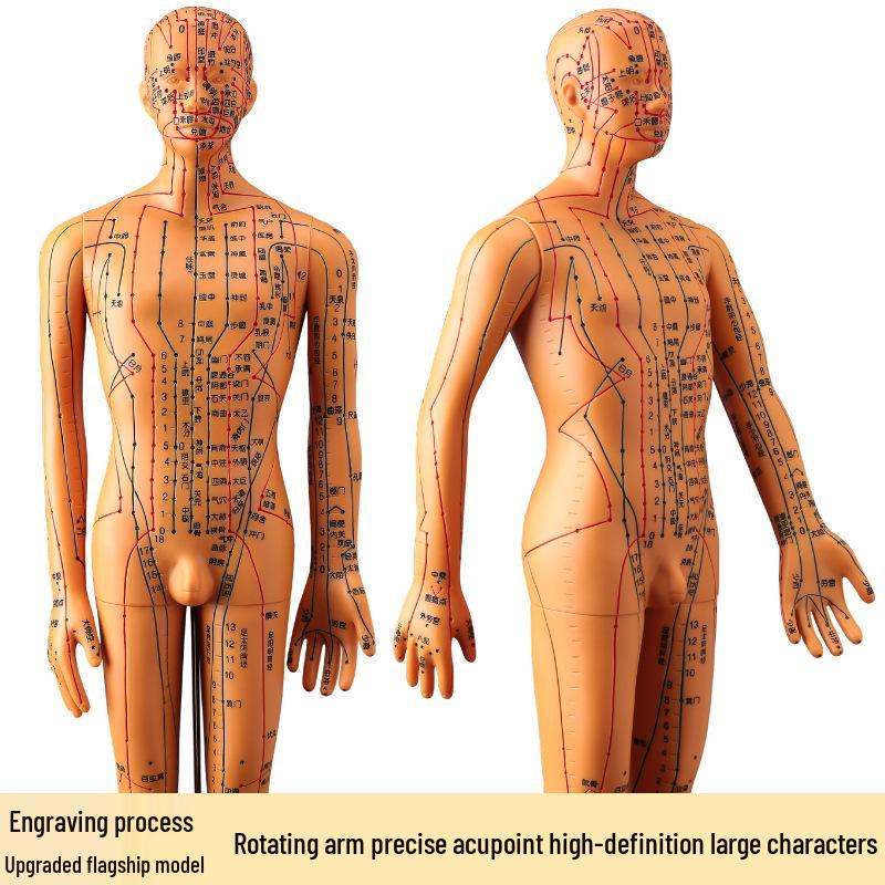 50CM Clear Meridian Human Body Model - Male & Female Traditional Chinese Medicine Acupuncture Points.
